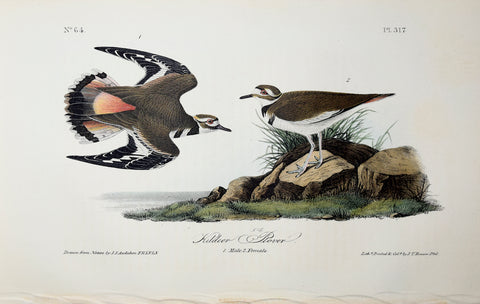 John James Audubon (American, 1785-1851), Pl 317 - Kildeer Plover
