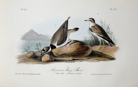 John James Audubon (American, 1785-1851), Pl 320 - American Ring Plover