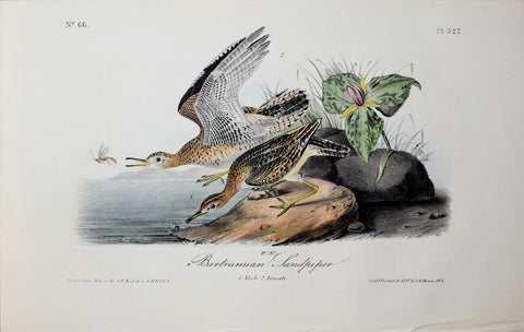 John James Audubon (American, 1785-1851), Pl 327 - Bartramian Sandpiper