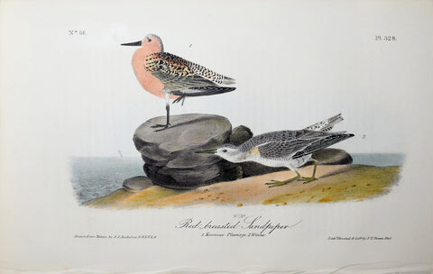 John James Audubon (American, 1785-1851), Pl 328 - Red-breasted Sandpiper