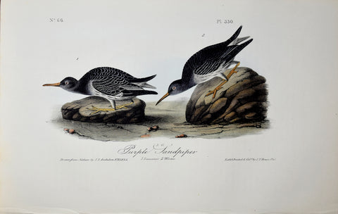John James Audubon (American, 1785-1851), Pl 330 - Purple Sandpiper