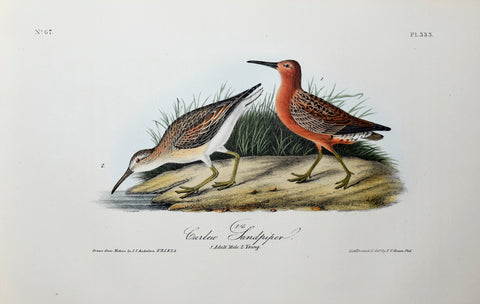 John James Audubon (American, 1785-1851), Pl 333 - Curlew Sandpiper