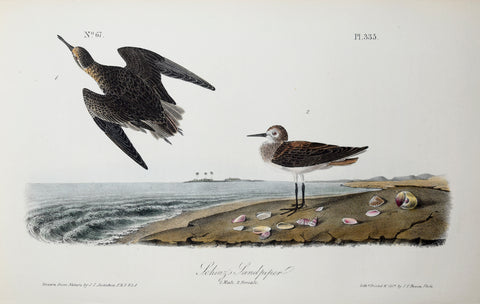 John James Audubon (American, 1785-1851), Pl 335 - Schinz's Sandpiper
