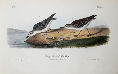 John James Audubon (American, 1785-1851), Pl 336 - Semipalmated Sandpiper