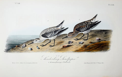 John James Audubon (American, 1785-1851), Pl 338 - Sanderling Sandpiper