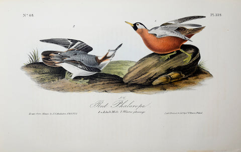 John James Audubon (American, 1785-1851), Pl 339 - Red Phalarope