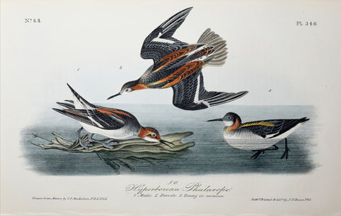 John James Audubon (American, 1785-1851), Pl 340 - Hyperborean Phalarope