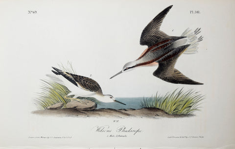 John James Audubon (American, 1785-1851), Pl 341 - Wilsons Phalarope