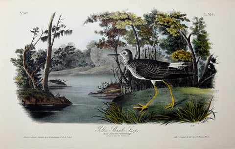 John James Audubon (American, 1785-1851), Pl 344 - Yellow Shanks Snipe