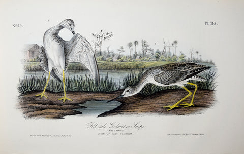 John James Audubon (American, 1785-1851), Pl 345 - Tell-tale Godwit or Snipe
