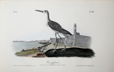 John James Audubon (American, 1785-1851), Pl 346 - Greenshank