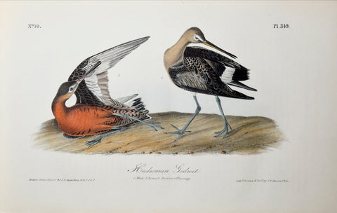 John James Audubon (American, 1785-1851), Pl 349 - Hudsonian Godwit