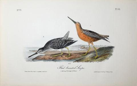 John James Audubon (American, 1785-1851), Pl 351 - Red-breasted Snipe