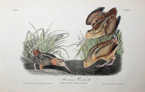 John James Audubon (American, 1785-1851), Pl 352 - American Woodcock