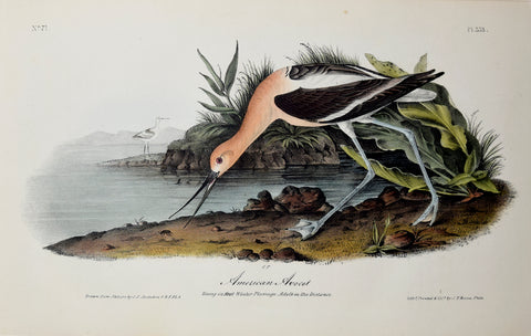 John James Audubon (American, 1785-1851), Pl 353 - American Avocet
