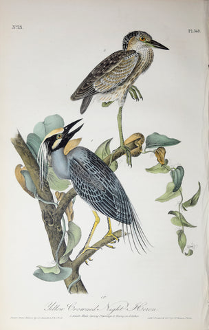 John James Audubon (American, 1785-1851), Pl 364 - Yellow Crowned Night Heron
