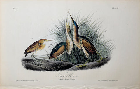 John James Audubon (American, 1785-1851), Pl 366 - Least Bittern