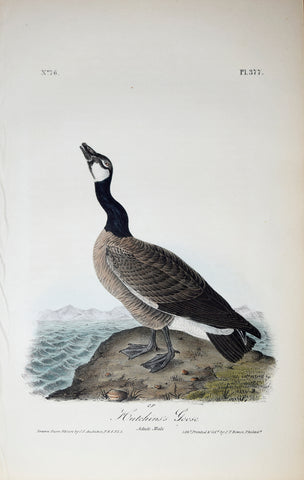 John James Audubon (American, 1785-1851), Pl 377 - Hutchin's Goose