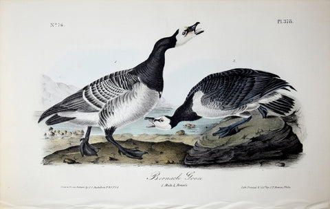 John James Audubon (American, 1785-1851), Pl 378 - Bernacle Goose