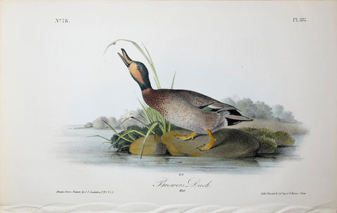 John James Audubon (American, 1785-1851), Pl 387 - Brewers Duck - Male