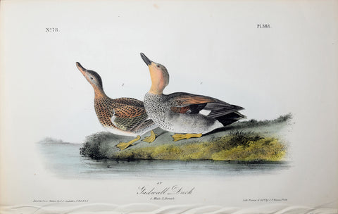 John James Audubon (American, 1785-1851), Pl 388 - Gadwall Duck