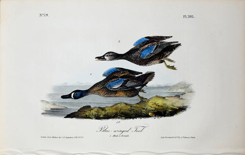 John James Audubon (American, 1785-1851), Pl 393 - Blue-winged Teal