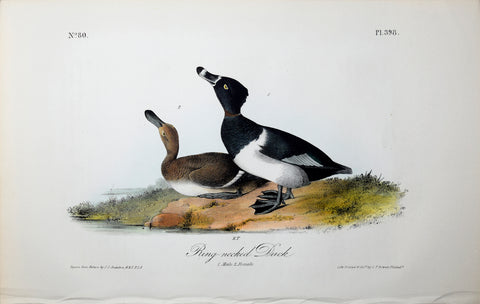 John James Audubon (American, 1785-1851), Pl 398 - Ring-necked Duck