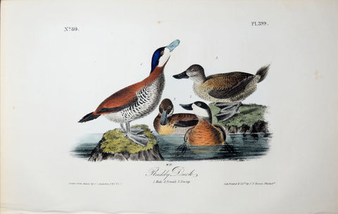 John James Audubon (American, 1785-1851), Pl 399 - Ruddy Duck