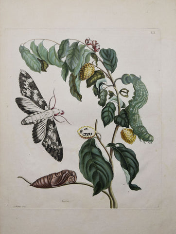 Maria Sibylla Merian (1647-1717), Plate 3