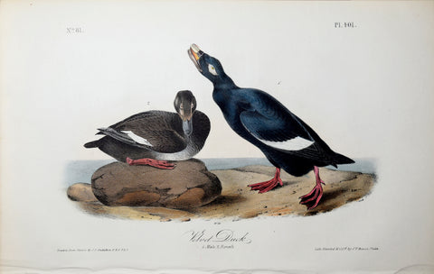 John James Audubon (American, 1785-1851), Pl 401 - Velvet Duck