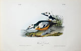 John James Audubon (American, 1785-1851), Pl 407 - Western Duck