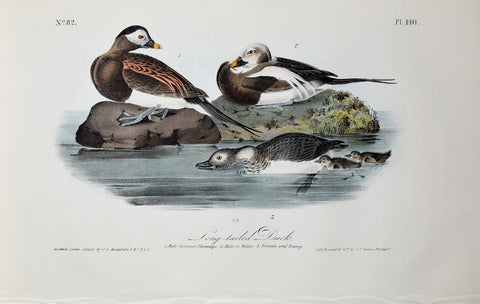 John James Audubon (American, 1785-1851), Pl 410 - Long-tailed Duck