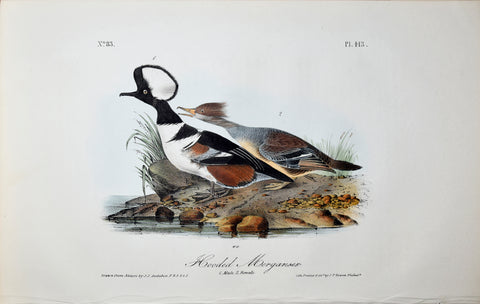 John James Audubon (American, 1785-1851), Pl 413 - Hooded Merganser