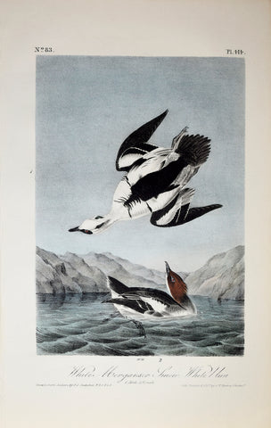 John James Audubon (American, 1785-1851), Pl 414 - White Merganser Smew White Nun