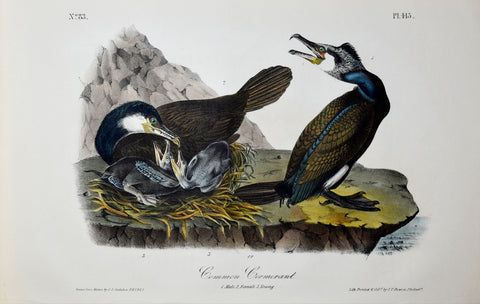 John James Audubon (American, 1785-1851), Pl 415 - Common Cormorant