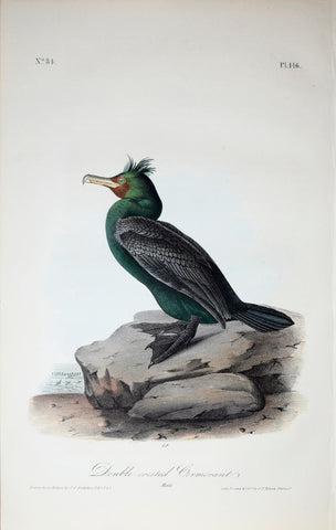 John James Audubon (American, 1785-1851), Pl 416 - Double-crested Cormorant