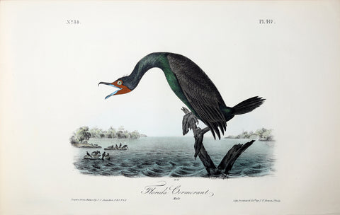 John James Audubon (American, 1785-1851), Pl 417 - Florida Cormorant