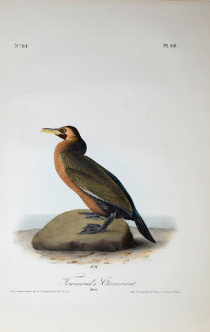 John James Audubon (American, 1785-1851), Pl 418 - Townsend's Cormorant