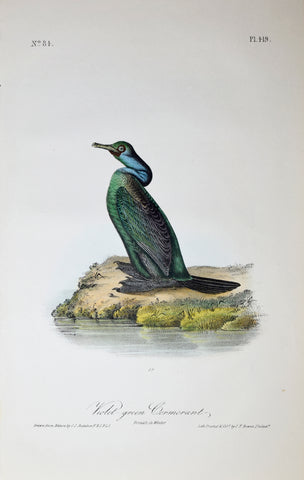 John James Audubon (American, 1785-1851), Pl 419 - Violet-green Cormorant