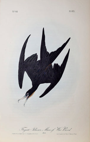 John James Audubon (American, 1785-1851), Pl 421 - Frigate Pelican - Man of War Bird