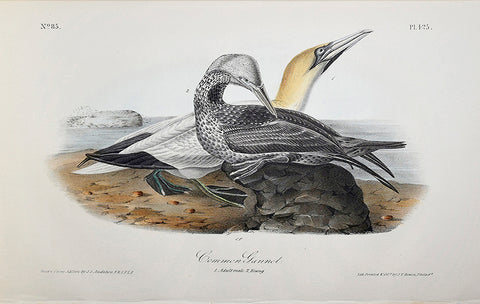 John James Audubon (American, 1785-1851), Pl 425 - Common Gannet