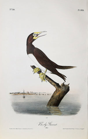 John James Audubon (American, 1785-1851), Pl 426 - Booby Gannet