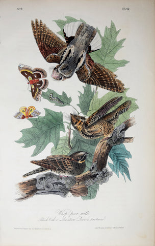 John James Audubon (American, 1785-1851), Pl 42 - Whip-poor-will