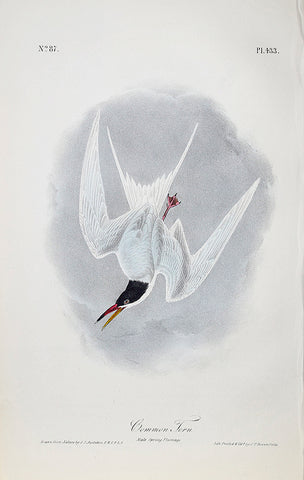 John James Audubon (American, 1785-1851), Pl 433 - Common Tern