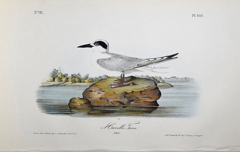 John James Audubon (American, 1785-1851), Pl 434 - Havells Tern