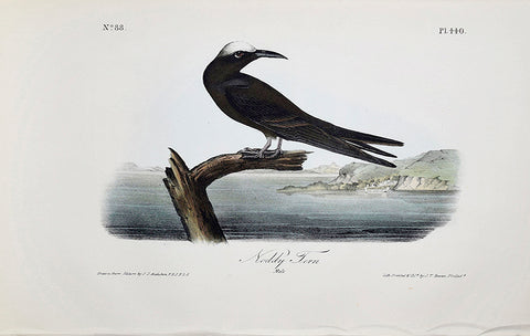 John James Audubon (American, 1785-1851), Pl 440 - Noddy Tern
