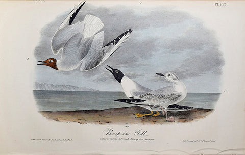 John James Audubon (American, 1785-1851), Pl 442 - Bonapartes Gull