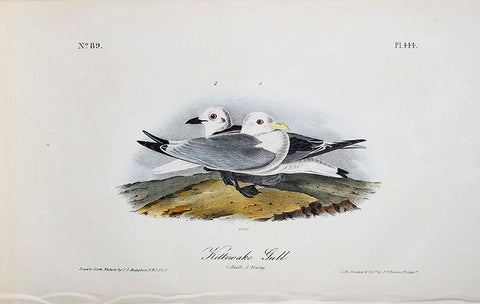 John James Audubon (American, 1785-1851), Pl 444 - Kittiwake Gull