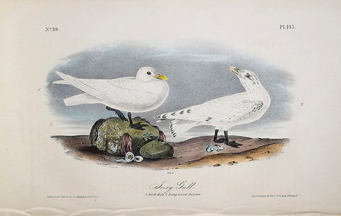 John James Audubon (American, 1785-1851), Pl 445 - Ivory Gull