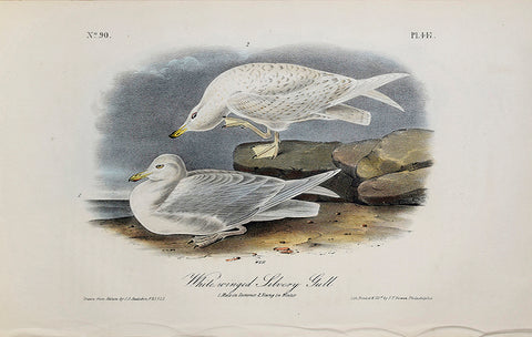 John James Audubon (American, 1785-1851), Pl 447 - White winged Silvery Gull